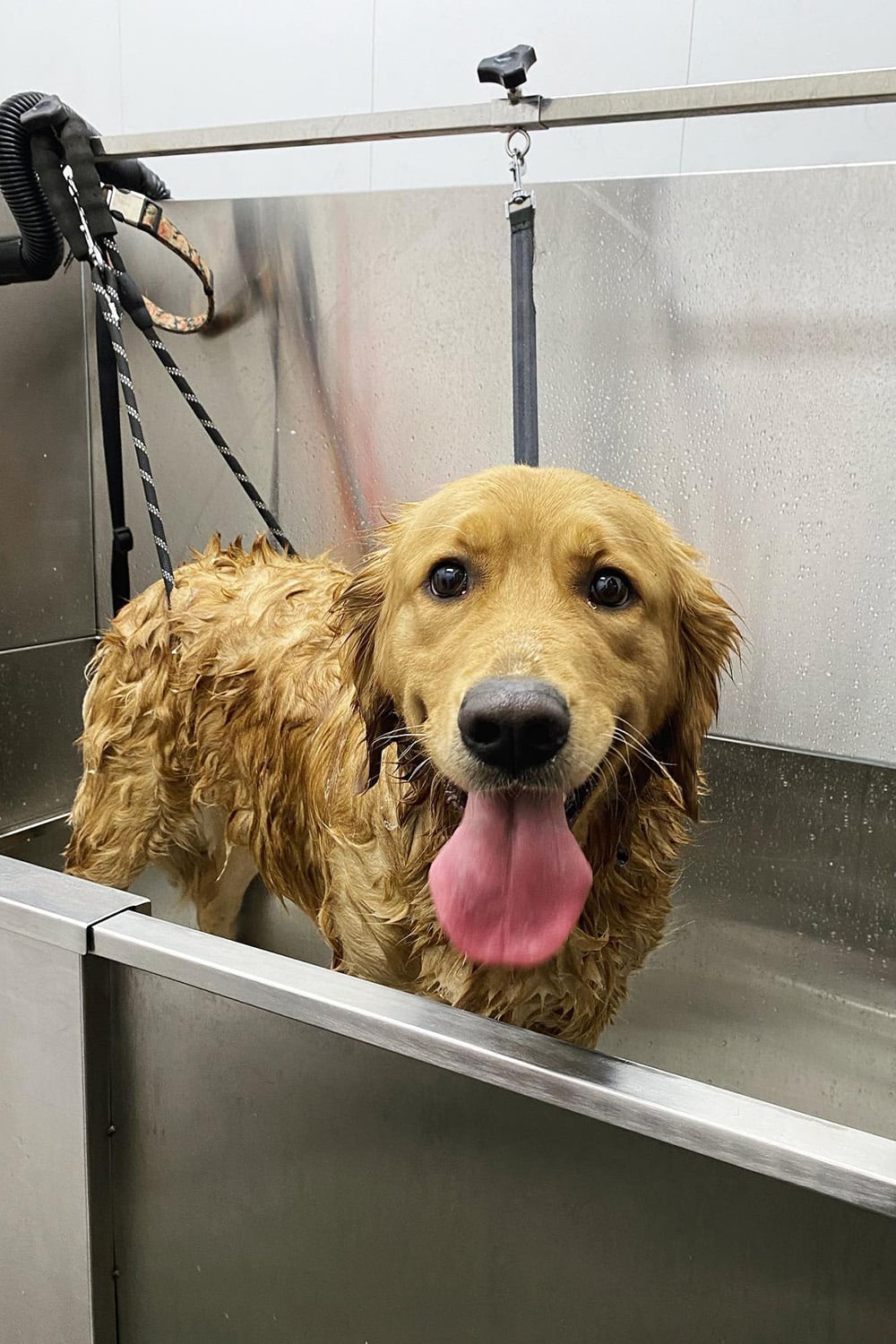 Lave-o-chien bain douche chien Richelieu